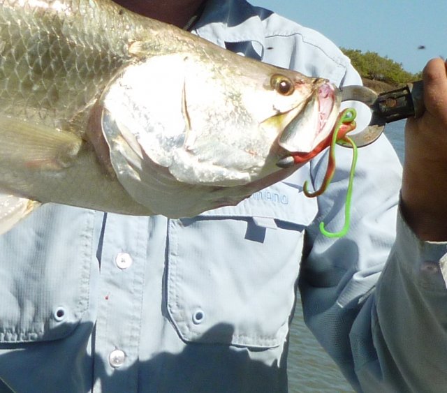 squid licious squid licious